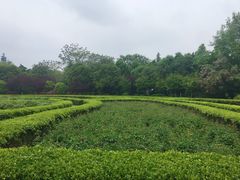 -洛阳市隋唐城遗址植物园
