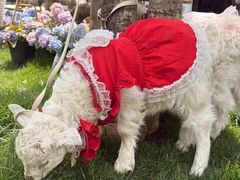 -HERRE·FARM 赫尔露营农场·团建聚会包场