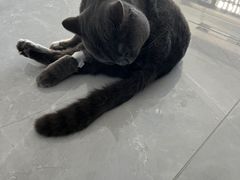 -瑞派福兴宠物医院犬猫全科·骨科·中西医结合(河东店)