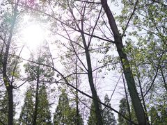 -黄海国家森林公园