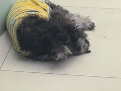 -怪兽屋·羊驼·猫咖·狗咖(俊华广场店)