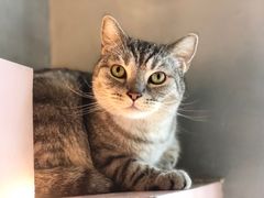 -猫儿山۰猫主题餐厅