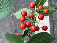 -樱桃山旅游景区