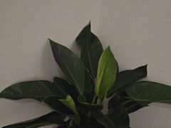 -鼎族怡华·指压·油压·经络(西单昌盛大厦店)