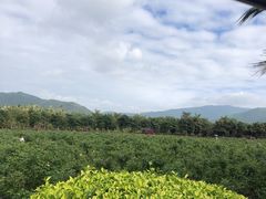 -亚龙湾国际玫瑰谷