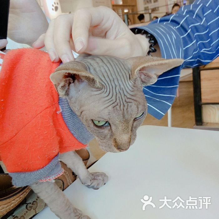 if coffee·喵匠猫主题咖啡