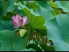 -陈家山荷花公园