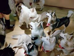 -Husky Go! 哈士奇体验馆·宠物咖啡厅狗咖
