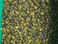 海鲜池-荣兴河鲜楼