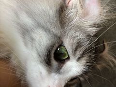 -瞄一喵猫咖(格力海岸店)