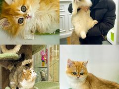 -青奢宠物·青奢猫舍