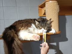 -豆逗聊愈猫阁Easy Life