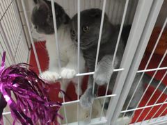 -我爱猫咪·猫咖·狗咖·安哥拉兔·羊驼咖(小寨华旗店)