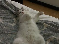 -猫大福·Fortune Cat猫舍(百子湾店)