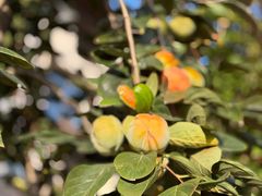 -天津东丽湖风景区