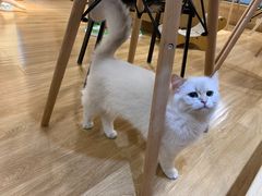 -滚猫咖啡·猫咖·猫友好撸猫(未来城店)