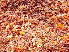 -艾溪湖湿地公园