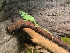 -上海大自然野生昆虫馆(东方明珠·爬宠昆虫探索中心)