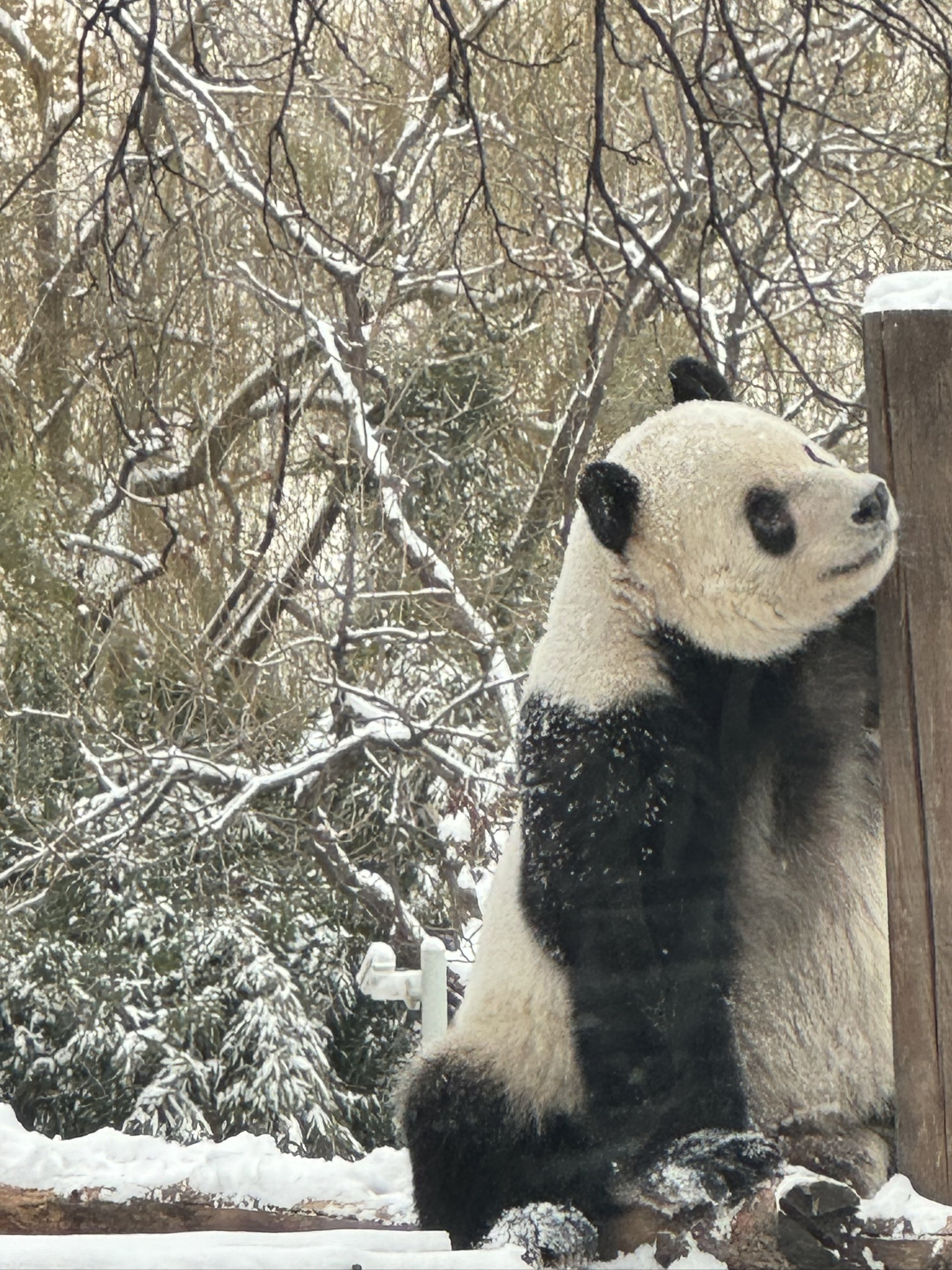 国宝大熊猫玩雪图片