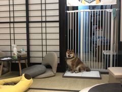 -逗柴咖啡屋·狗咖猫咖宠物桌游