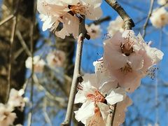 -桃花堤公园