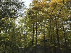 -阳台山自然风景区