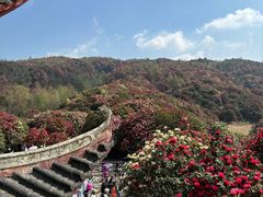 -贵州百里杜鹃风景名胜区