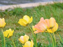 -石家庄市植物园