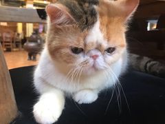 -more than meow吴止猫主题餐厅(承德 中船汇店)