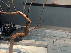 -喜茶(深圳万象城黑金店)