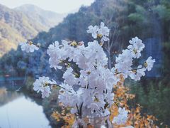 -宁海安岚·南溪阁全日餐厅