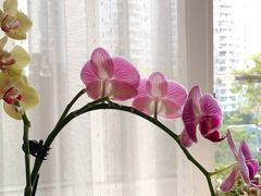 -御蝶坊生日蛋糕KNAC(创业店)