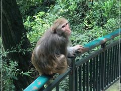 -黔灵山公园