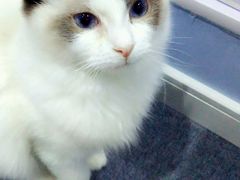 -喵的天空名猫咖啡馆·撸猫·猫舍·用品