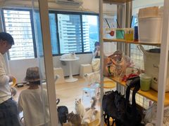 -有喵·猫咖·狗咖·30几只猫10只小狗(岗厦店)