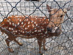 -长白岛森林公园