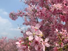 -天适樱花悠乐园