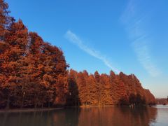 -上海海湾国家森林公园