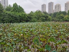 -龙头寺公园