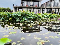 -陈家山荷花公园