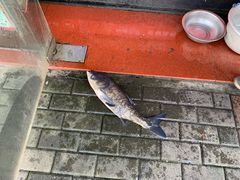 -全乐鱼馆·淳牌有机鱼直营店