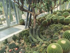 -深圳仙湖植物园
