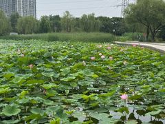 -太阳宫公园