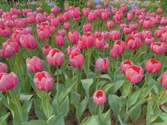 -深圳市中科院仙湖植物园