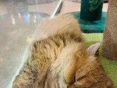 -momokira米努特·德文卷毛猫·棉花面纱犬