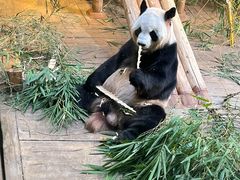 -深圳野生动物园