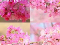 -天适樱花悠乐园