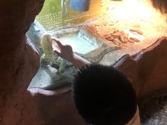 -上海大自然野生昆虫馆(东方明珠·爬宠昆虫探索中心)