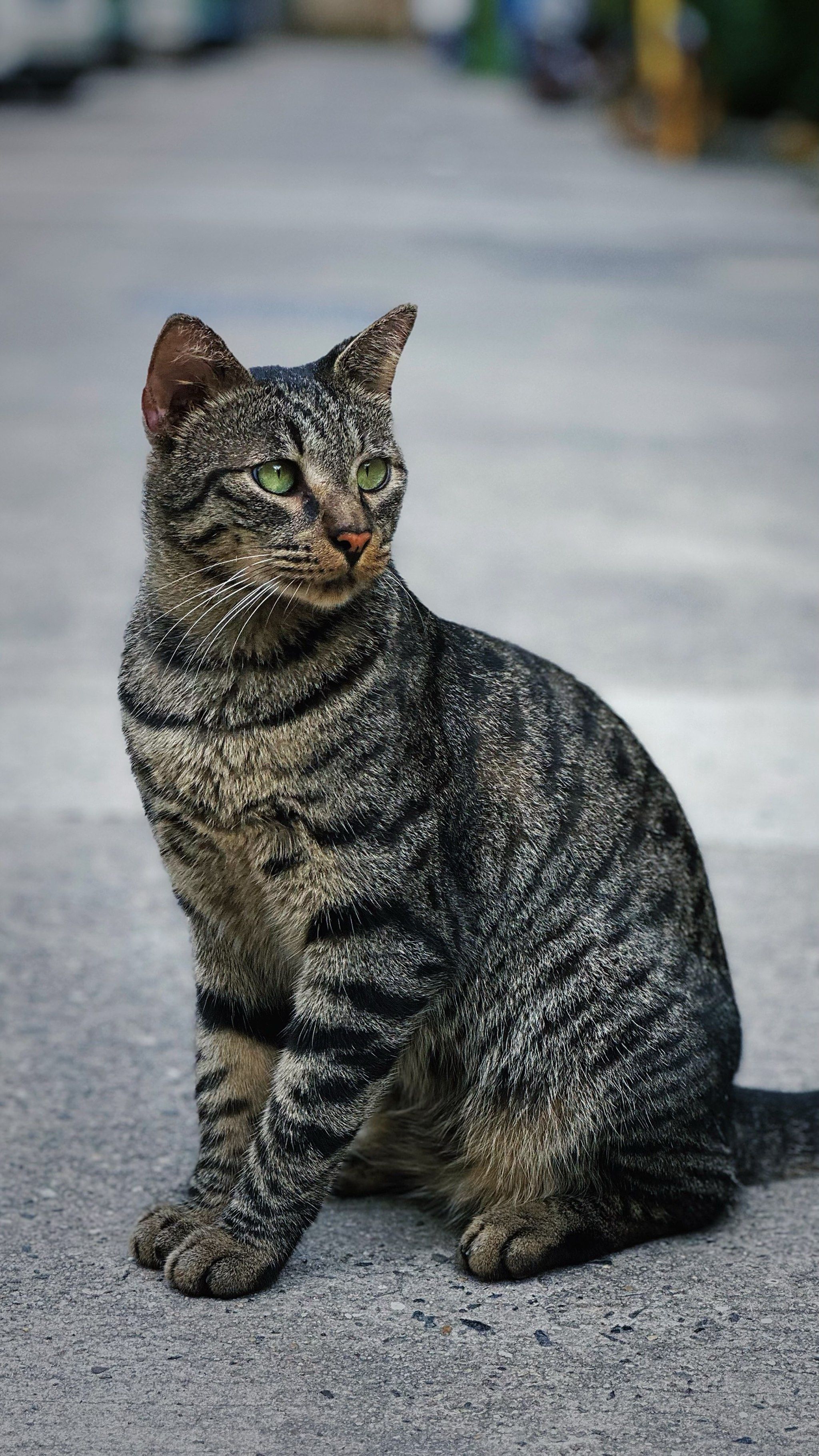 隔壁小区里的狸花猫好萌啊