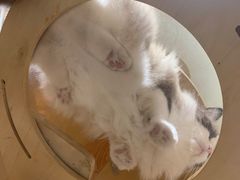 -滚猫咖啡·猫咖·猫友好撸猫(未来城店)